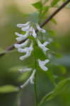 Carolina vetch